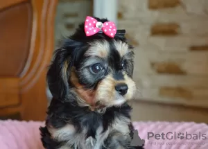 Zdjęcie №1. cavalier king charles spaniel - na sprzedaż w Busko-Zdrój | 2700zł | Zapowiedź №56031