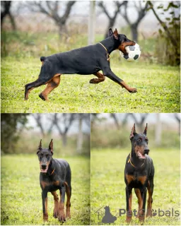 Zdjęcie №1. doberman - na sprzedaż w Loznica | negocjowane | Zapowiedź №124058