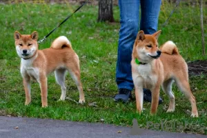 Dodatkowe zdjęcia: Szczeniaki Shiba Inu