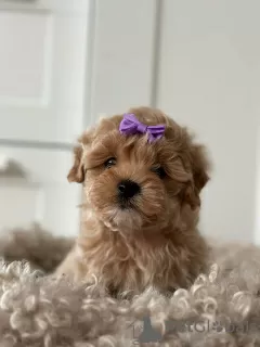 Zdjęcie №3. Maltipoo F1. Niemcy