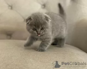 Zdjęcie №1. scottish fold - na sprzedaż w Eindhoven | negocjowane | Zapowiedź № 58406