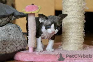 Zdjęcie №1. devon rex - na sprzedaż w Houston | 1268zł | Zapowiedź № 113471