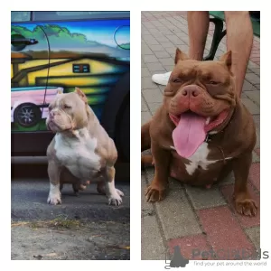 Zdjęcie №1. american bully - na sprzedaż w Molodechno | negocjowane | Zapowiedź №24622