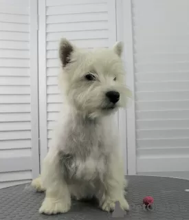 Dodatkowe zdjęcia: szczeniak west highland white terrier w wieku 6 miesięcy