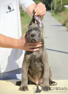 Dodatkowe zdjęcia: Cane Corso szczenięta na sprzedaż