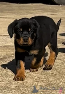 Zdjęcie №1. rottweiler - na sprzedaż w Bakersfield | 2575zł | Zapowiedź №50499