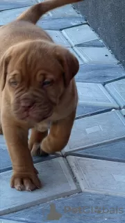 Dodatkowe zdjęcia: Dogue de Bordeaux szczenięta