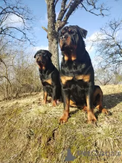 Zdjęcie №2 do zapowiedźy № 100929 na sprzedaż  rottweiler - wkupić się Łotwa hodowca