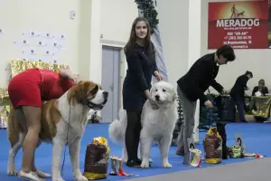 Dodatkowe zdjęcia: Pies górski Pireneje.