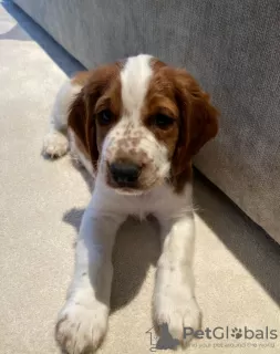 Zdjęcie №1. springer spaniel walijski - na sprzedaż w Wilno | negocjowane | Zapowiedź №94426