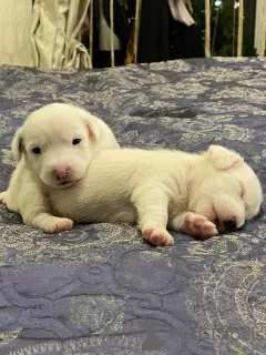 Dodatkowe zdjęcia: Cudowne szczenięta Jack Russell Terrier szukają domu i troskliwych właścicieli!