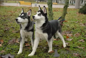 Dodatkowe zdjęcia: 2 suczki husky na sprzedaż