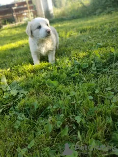 Zdjęcie №3. Border collie puppy. Polska