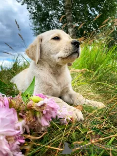 Zdjęcie №2 do zapowiedźy № 16302 na sprzedaż  labrador retriever - wkupić się Białoruś prywatne ogłoszenie, hodowca