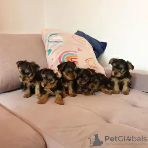 Zdjęcie №1. yorkshire terrier - na sprzedaż w Regensburg | 478zł | Zapowiedź №129400