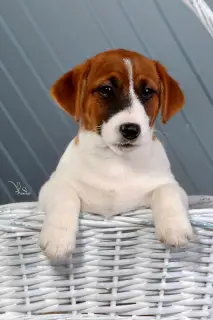 Dodatkowe zdjęcia: Szczenięta Jack Russell Terrier (FCI)