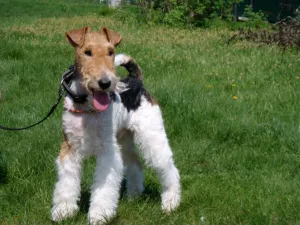 Zdjęcie №4. Sprzedam fox terrier w Archangielsk. prywatne ogłoszenie - cena - 5662zł