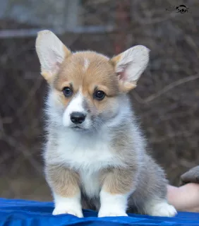 Zdjęcie №1. welsh corgi - na sprzedaż w Smoleńsk | Negocjowane | Zapowiedź №5627