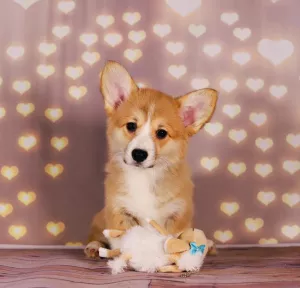 Dodatkowe zdjęcia: Welsh Corgi Pembroke Puppies