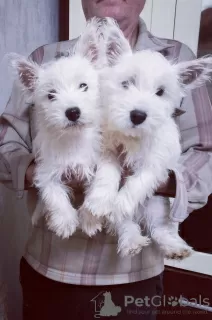 Zdjęcie №3. West Highland White Terrier. Polska