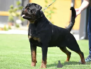 Dodatkowe zdjęcia: Szczenięta Rottweilera, najwyższy miot