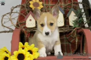 Zdjęcie №1. welsh corgi - na sprzedaż w Ventnor City | Bezpłatny | Zapowiedź №63527