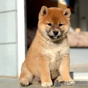 Zdjęcie №3. Szczenięta Shiba Inu. Białoruś