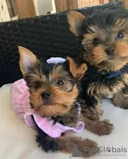 Zdjęcie №1. yorkshire terrier - na sprzedaż w Berlin | 951zł | Zapowiedź №42917