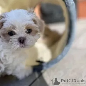 Zdjęcie №1. shih tzu - na sprzedaż w Florence | 1184zł | Zapowiedź №99692