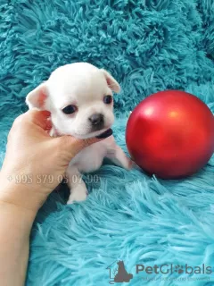 Zdjęcie №3. Rasowe szczenięta Chihuahua. Mini Chihuahua, typ krępy.. Gruzja