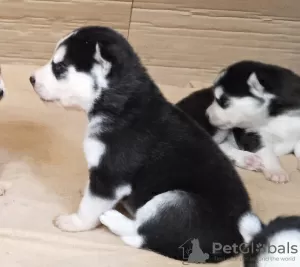 Dodatkowe zdjęcia: Huskie dzieci