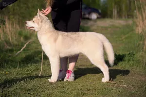 Dodatkowe zdjęcia: Na sprzedaż bardzo piękna hodowana dziewczynka SIBERIAN HUSKEY