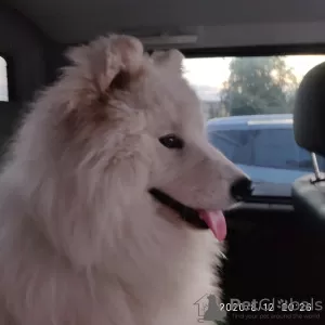 Zdjęcie №3. Samoyed puppy (boy). Federacja Rosyjska