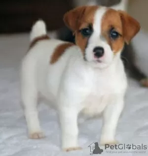 Zdjęcie №1. jack russell terrier - na sprzedaż w Tel Awiw | 3961zł | Zapowiedź №50407