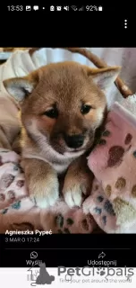 Dodatkowe zdjęcia: Shiba Inu, metryki ZKwP