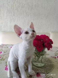 Dodatkowe zdjęcia: Devon Rex