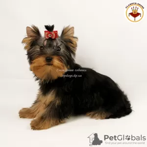 Zdjęcie №4. Sprzedam yorkshire terrier w Kijów. prywatne ogłoszenie, od żłobka, hodowca - cena - 9128zł