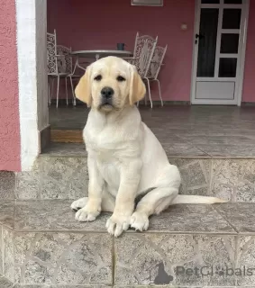 Dodatkowe zdjęcia: Labrador retriever szczenięta