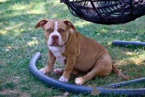 Zdjęcie №1. american bully - na sprzedaż w Sarajevo | negocjowane | Zapowiedź №111695