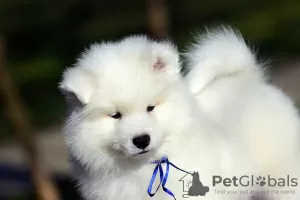 Dodatkowe zdjęcia: Sprzedam szczenięta rasy Samoyed