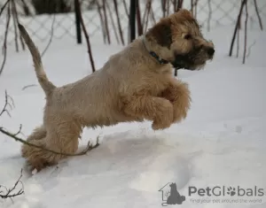 Zdjęcie №4. Sprzedam irish soft coated wheaten terrier w Tallinn. od żłobka - cena - negocjowane