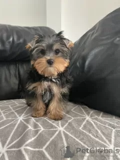 Zdjęcie №3. Wspaniałe szczenięta Yorkshire Terrier. Irlandia