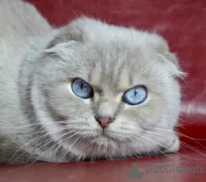 Zdjęcie №1. scottish fold - na sprzedaż w Dnipro | 2674zł | Zapowiedź № 6097