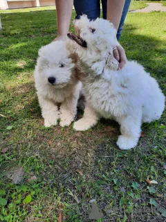 Zdjęcie №3. Bullet Puppies. Białoruś