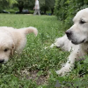 Dodatkowe zdjęcia: szczenięta golden retrievera