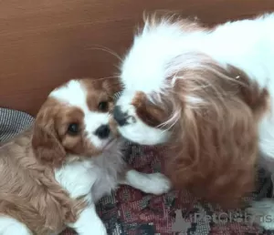 Dodatkowe zdjęcia: Szczeniak Cavalier King Charles Spaniel dziewczynka