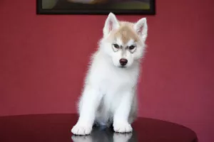 Zdjęcie №3. Siberian Husky Boy. Federacja Rosyjska