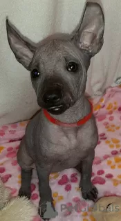 Dodatkowe zdjęcia: Xoloitzcuintle Puppy