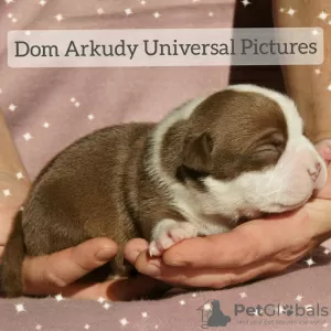 Zdjęcie №1. american bully - na sprzedaż w Saratov | 4125zł | Zapowiedź №15215