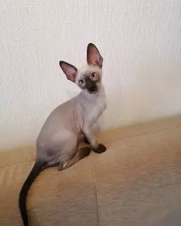 Zdjęcie №1. kot cornish rex - na sprzedaż w Чебоксары | 1548zł | Zapowiedź № 4729